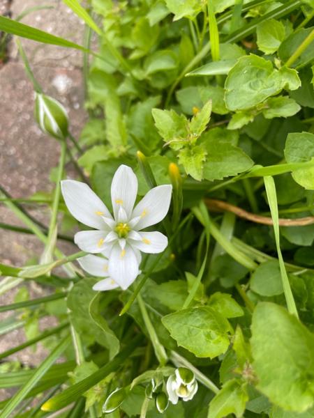 Gewone vogelmelk (Ornithogalum umbellatum)